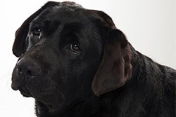 krupnye-pozhilye8_250x250[1]